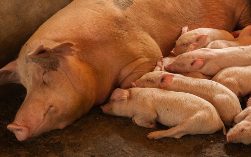 CSR in Zimbabwe: Cultivating Sustainable Agriculture & Youth Futures